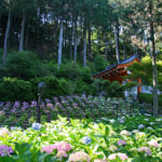 三室戸寺｜境内を彩る季節の花、西国十番「あじさい寺」（京都名所巡り）