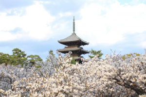 仁和寺・御室桜と五重塔
