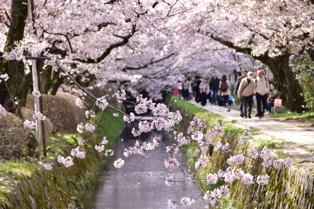 哲学の道・満開の桜