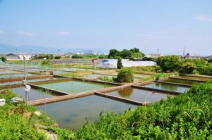 金魚養殖池が並ぶ大和郡山の風景