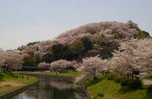 三室山の桜