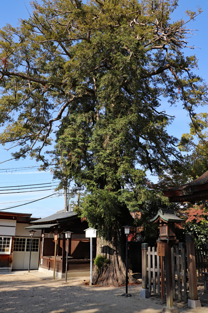 長野神社・カヤの古木